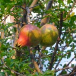 Bunte Früchte in Kastraki