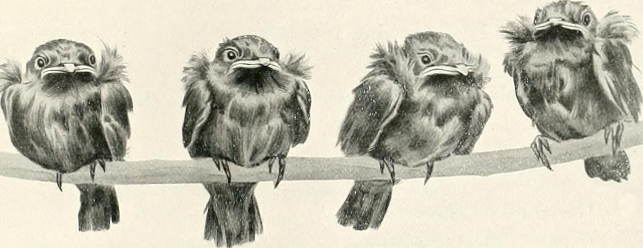 Nests and eggs of birds found breeding in Australia and Tasmania (1901)